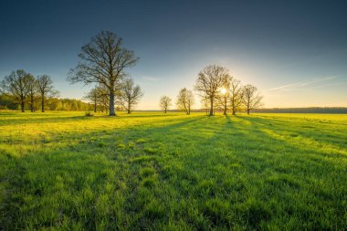 Yeşil çayır ve açık mavi gökyüzü olan bahar manzarası. Yeşil tarlada gün batımında küçük yeşil yapraklı meşe ağaçları. Bahar arkaplanı.