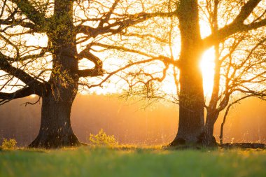 Meadow 'da bahar akşamı. Sıcak akşam güneşi dev meşe ağaçlarını aydınlatır. Doğada sahne bahar sahnesi.