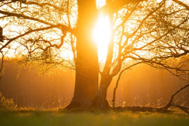 Sabah ışığında ağaç. Güzel, ılık güneş ışığı olan bahar manzarası. Manzaralı bahar manzarası.