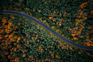 Ormanda yol. Sonbahar ormanında yukarıdan virajlı bir yol. Seyahat geçmişi. Otobanlı sonbahar manzarası.