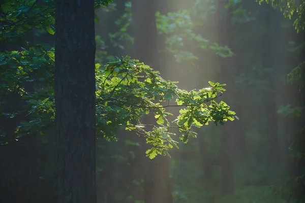 Branche Chêne Vert Chêne Plein Soleil Dans Forêt Brumeuse Fond — Photo