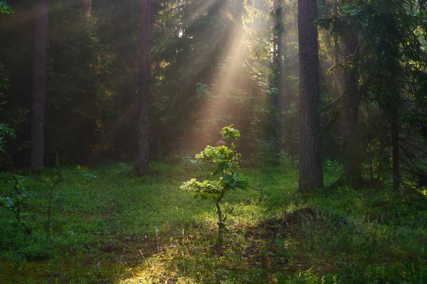 Pequeño Roble Verde Iluminado Con Rayos Sol Brillantes Bosque Fondo — Foto de Stock