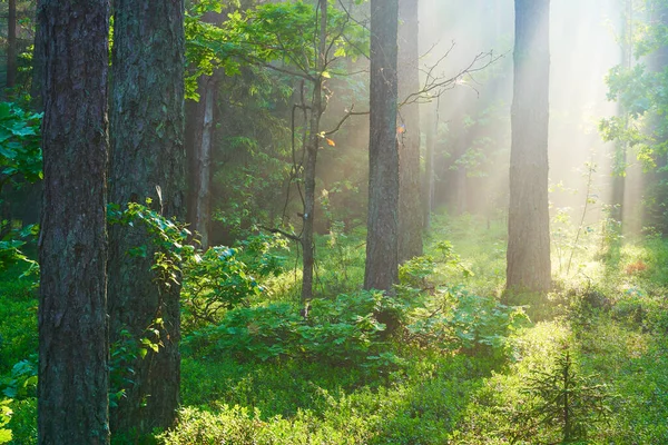 Sonnenlicht Wald Strahlende Sonnenstrahlen Grünen Wald Sommerwald — Stockfoto