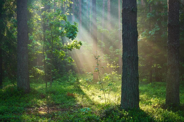 Lumière Soleil Dans Forêt Rayons Soleil Dans Les Bois Rayons — Photo