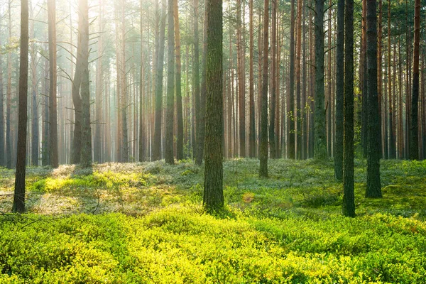 Floresta Verde Paisagem Verão Floresta Com Raios Sol Raios Sol — Fotografia de Stock