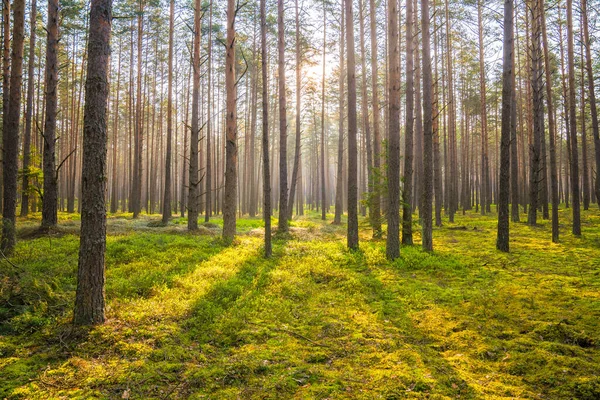 Floresta Pinheiro Com Musgo Verde Paisagem Florestal Verão Floresta Selvagem — Fotografia de Stock