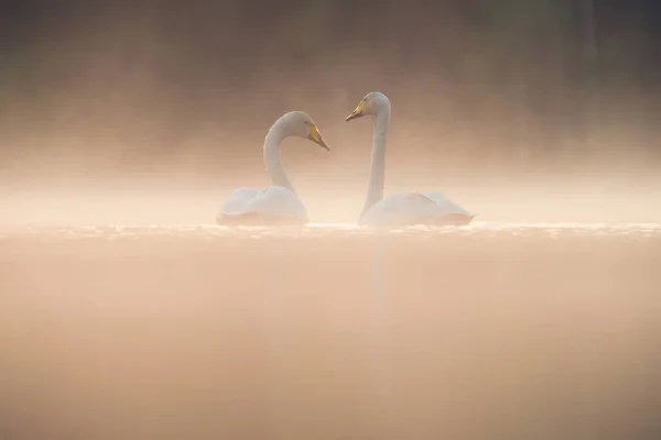 Coppia Cigni Nebbia Sul Lago Simbolo Amore Famiglia Fauna Selvatica — Foto Stock