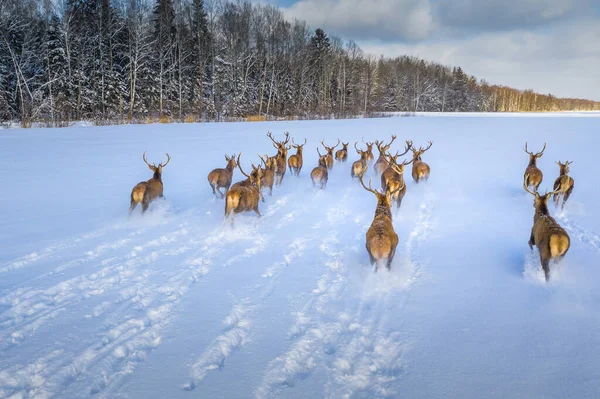 Deers running on snowy field in winter. Winter landscape with wild animals. Deer herd.