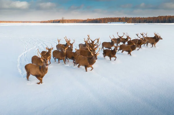 Deers with horns. Deers running on field covered with snow. Winter aerial landscape with wild deers. Winter wildlife. Scenic landscape with wild animals.