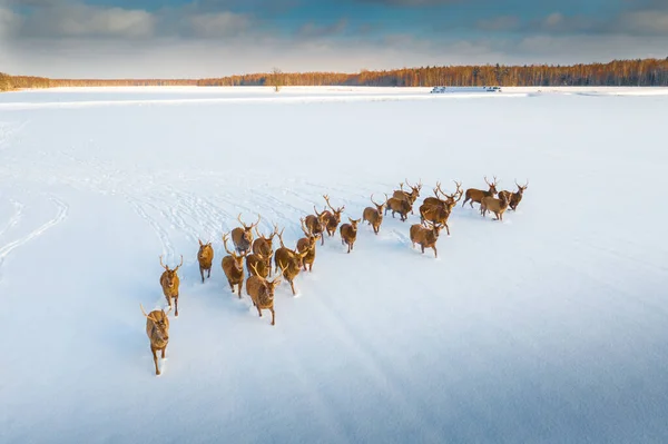 Deers with horns. Deers running on field covered with snow. Winter landscape with wild animals. Winter wildlife. Scenic landscape with wild animals.