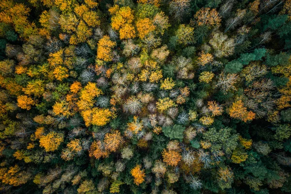 Podzim Barevný Les Stromy Různými Barvami Shora Podzimní Pozadí Lesů — Stock fotografie