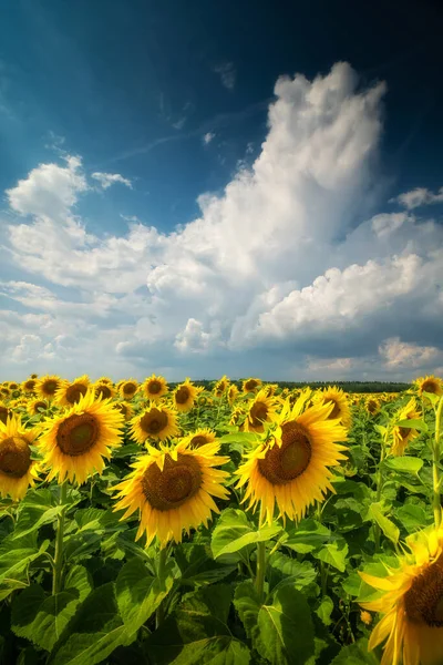 Sunflowers Summer Sunny Day Field Sunflowers Blue Sky Summer Landscape — Stock Photo, Image