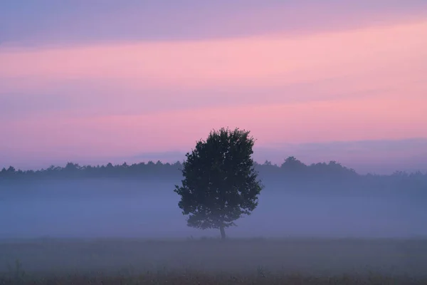 Herbstneblige Landschaft Herbstmorgen Tal Mit Einsamem Baum Malerischer Sonnenaufgang Mit — Stockfoto