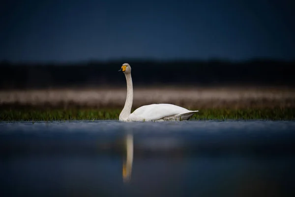 Cisne Branco Lago Frente Fundo Céu Azul Antecedentes Fauna Cisne Imagens Royalty-Free