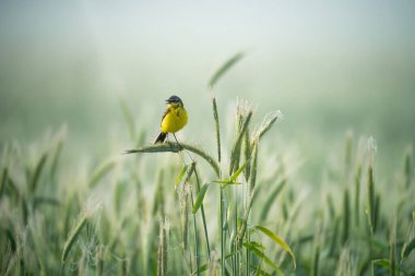 Sarı kuyruklu buğday dalında çiğ üzerinde oturuyor. Sarı kuşla sabah manzarası. Vahşi hayattaki kuşlar.