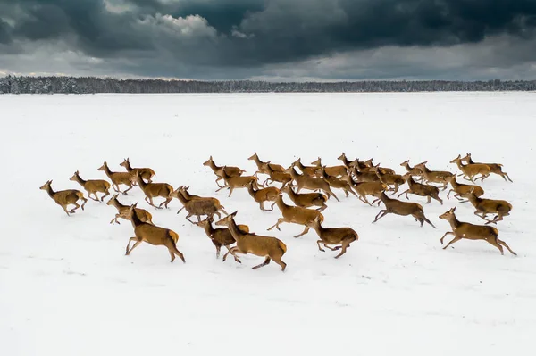 Zasněženém Poli Běhají Jeleni Zimním Dni Stádo Jelenů Divoká Zvěř — Stock fotografie