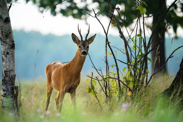 Deer Evening Roe Deer Standing Field Dusk Hunting Theme Animals — Stock Photo, Image