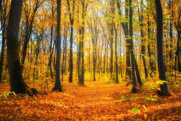 Paisagem Florestal Outono Caminho Floresta Coberto Com Folhagem Exuberante Amarelo — Fotografia de Stock