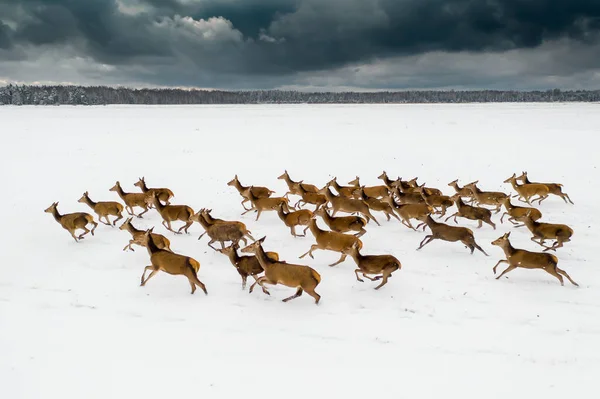 Rehe Laufen Einem Wintertag Auf Einem Verschneiten Feld Eine Herde Stockbild