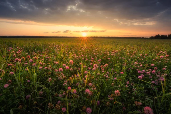 Meadow of red clover flowers in the sunset. Clover flowers growing along long grass. Sunset in the meadow.