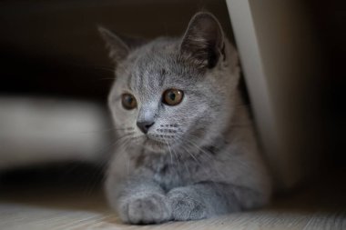 İngiliz gri kedi yavrusu yerde düzgünce yatıyor. Kedi yavrusu dinleniyor. Şirin küçük kedi..
