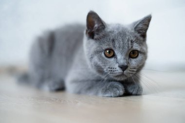Şirin gri kedi yavrusu dikkatle izliyor. Kedi yerde dinleniyor. İngiliz bir kedinin portresi.
