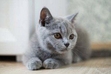 Gri kedi yere uzanmış, dikkatlice sağına bakıyor.. 