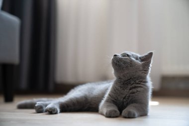 Yukarı bakan gri sevimli bir kedinin portresi. Ev ve konfor kavramı.