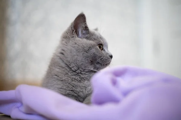 Retrato Pequeno Gato Cinzento Relaxando Cobertor Roxo Pet Cama — Fotografia de Stock