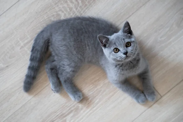 Visão Cima Para Baixo Gatinho Cinza Deitado Chão Gatinho Deitado — Fotografia de Stock