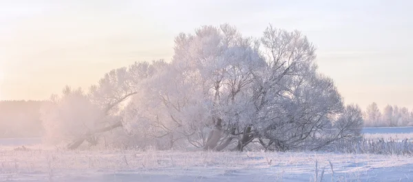 Туманный зимний рассвет — стоковое фото