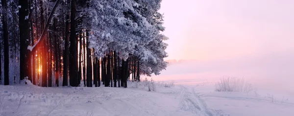 Bosque de invierno de hadas —  Fotos de Stock