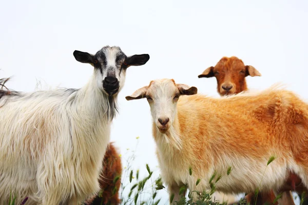 Capre con lana bianca e marrone — Foto Stock