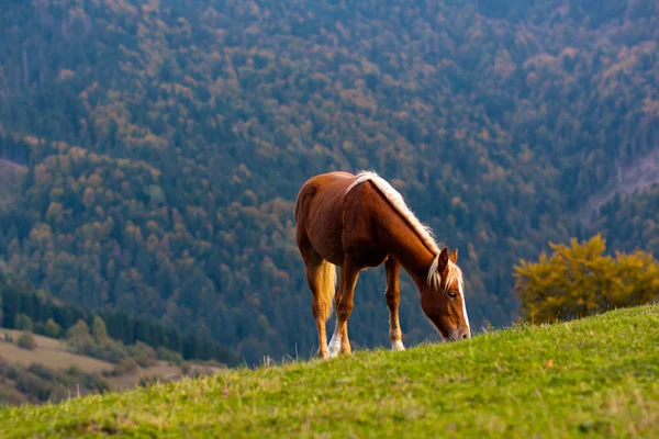 Mignon cheval dans les Alpes — Photo