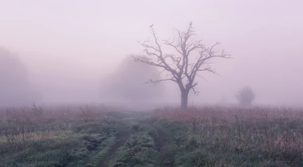 Весенний туманный рассвет — стоковое фото