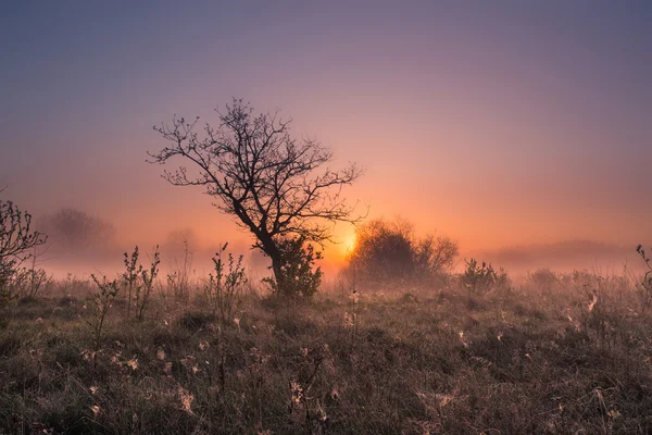 Nebbia primavera alba — Foto Stock
