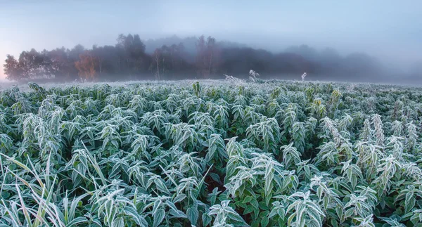 Otoño frío amanecer — Foto de Stock