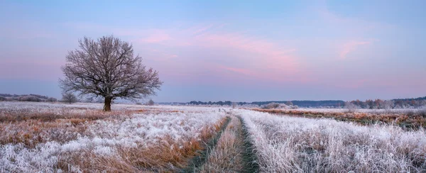 Frosty autumn morning — Stock Photo, Image