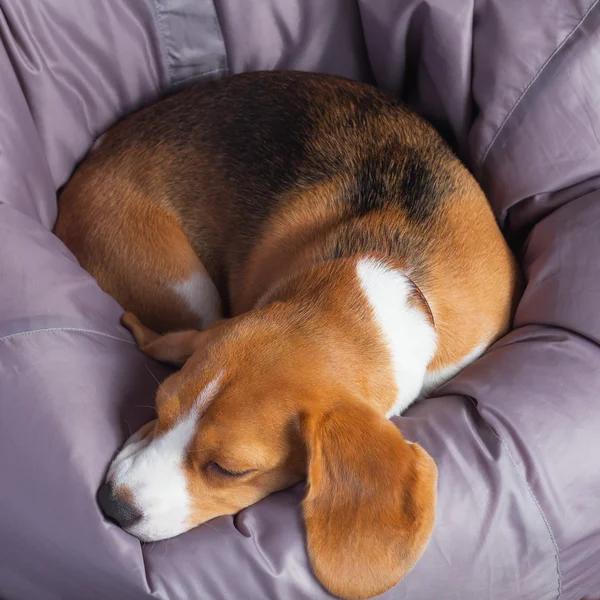 Beagle na miękkim fotelu — Zdjęcie stockowe