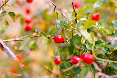 Bahar yeşil yaprakları ve kırmızı dut 