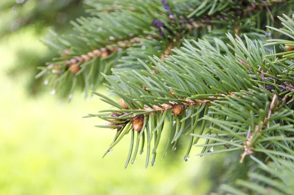 Fichtenzweige und Wassertropfen — Stockfoto