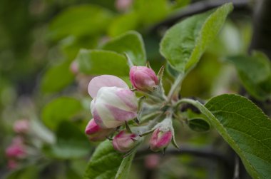 elma ağacının çiçekleri. bahar çiçekleri.