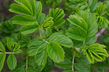 yeşil yapraklar arkaplan