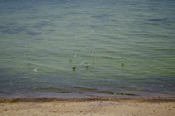 Côte de la mer Baltique et mouettes — Photo