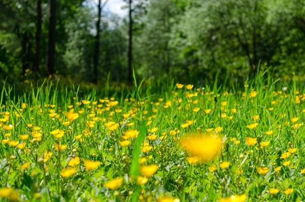 Gele bloemen in Green Grass close-up — Stockfoto