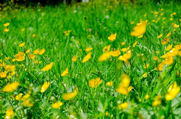 Yellow flowers in green grass close up — Stock Photo, Image