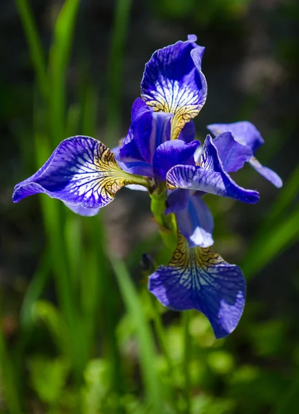 Primo piano di fiori di iris blu — Foto Stock