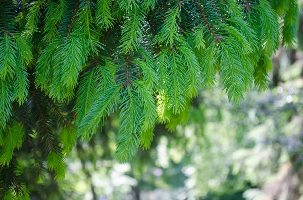 Fichtenzweig — Stockfoto