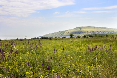 Deniz Manzaralı yeşil çayır