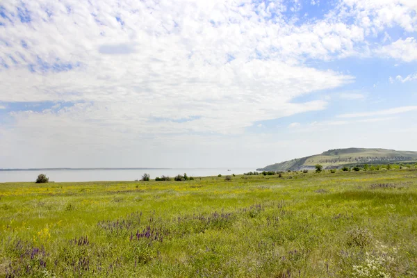 Зелений луг з видом на море — стокове фото